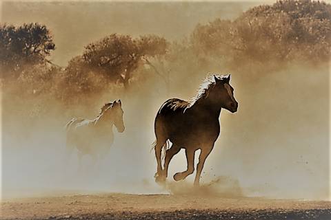 Caballos más rápidos